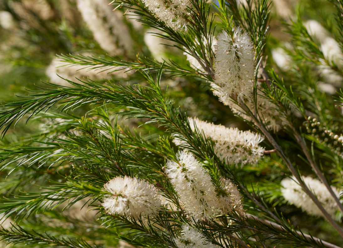 Ashbourne at Kinbrook